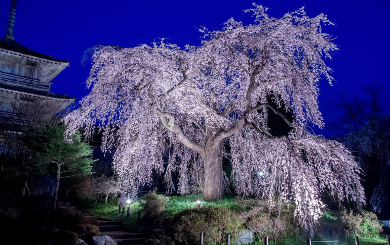 浄専寺 しだれ桜