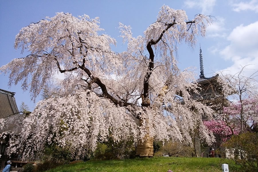 浄泉寺（しだれ桜）